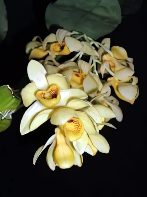 Image de Dendrobium sulcatum 1